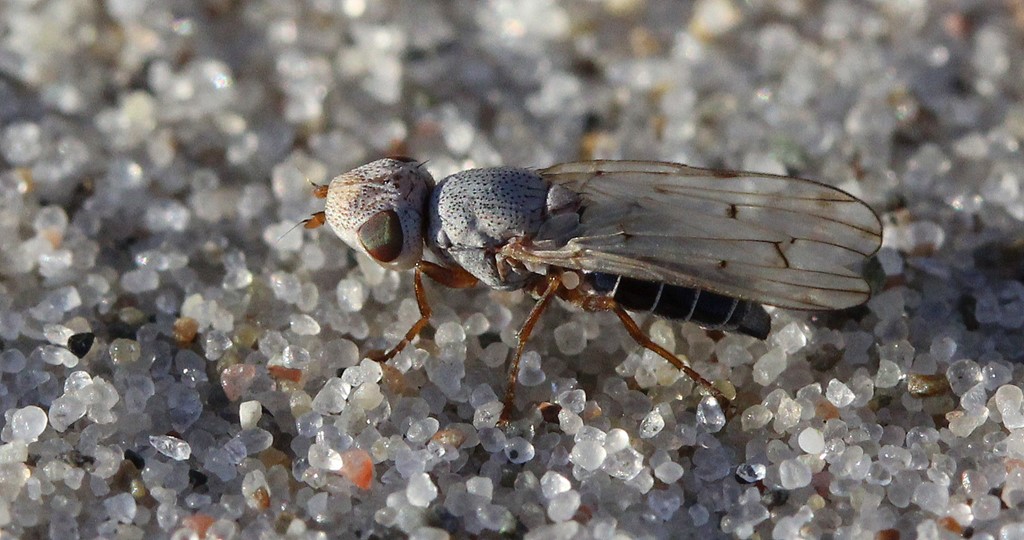 Tetanops myopinus (Tetanops myopinus)