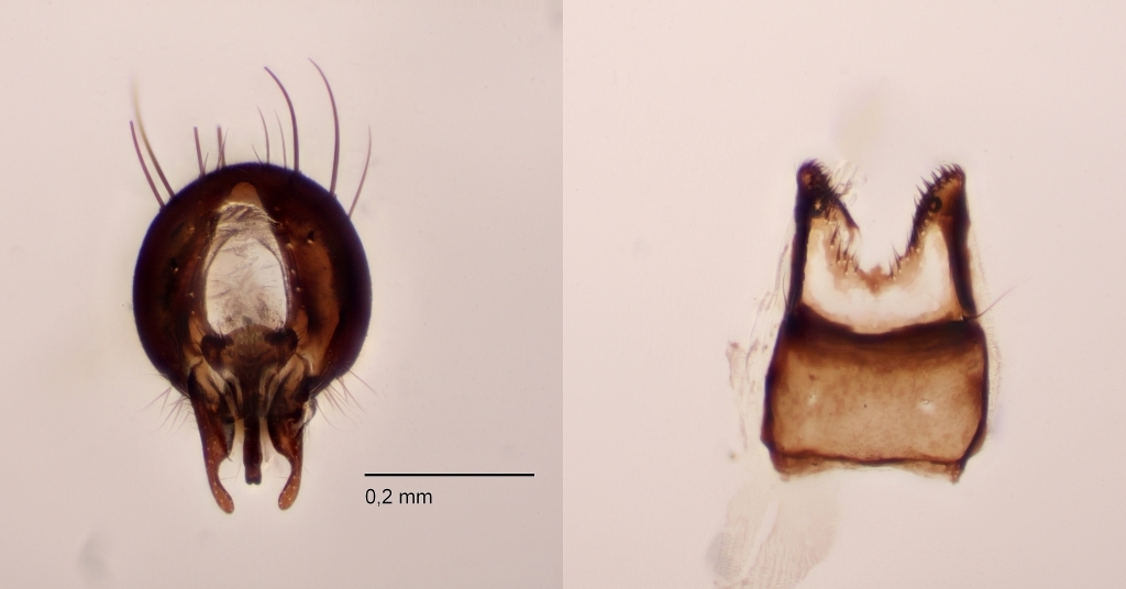 Egle subarctica (Egle subarctica)