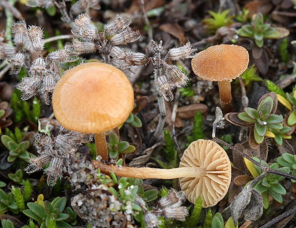 Bøge-Grynskælhat (Flammulaster carpophilus)