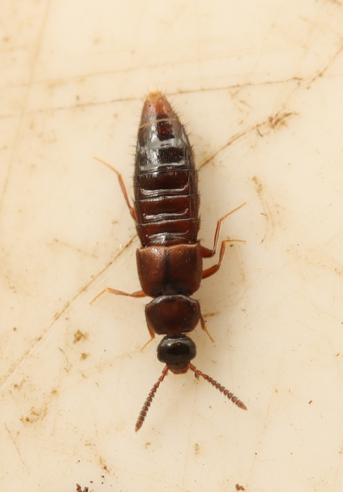 Notothecta confusa (Notothecta confusa)