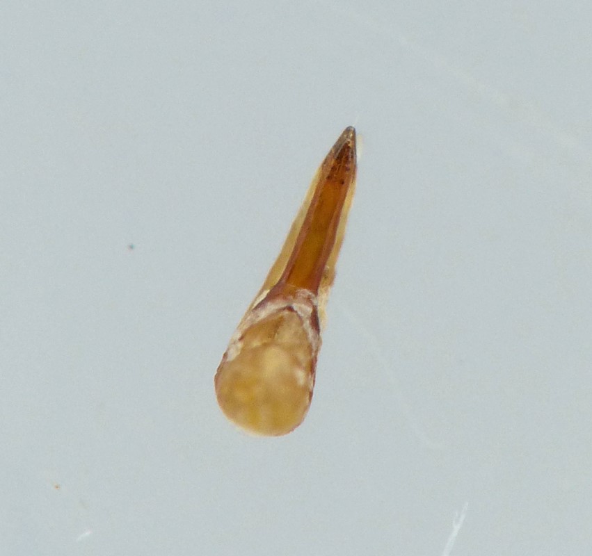 Quedius boops (Quedius boops)