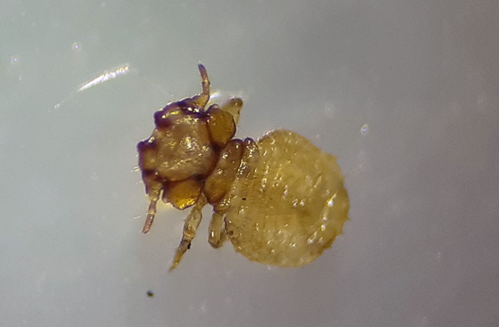 Trichodectidae (Trichodectidae) Naturbasen Danmarks Artsportal