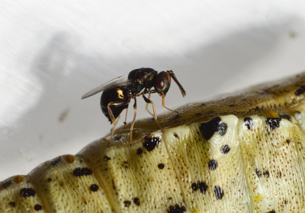 Pteromalus puparum (Pteromalus puparum)