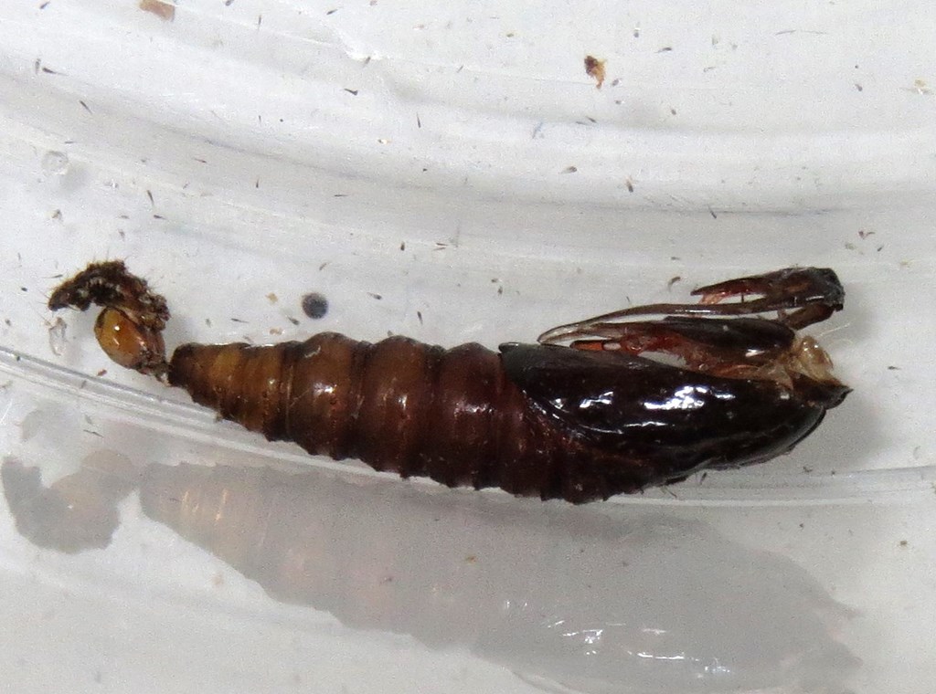 Fyrregallevikler (Retinia resinella)