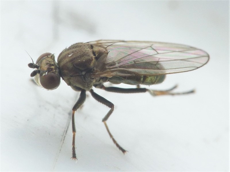 Pelina similis (Pelina similis)