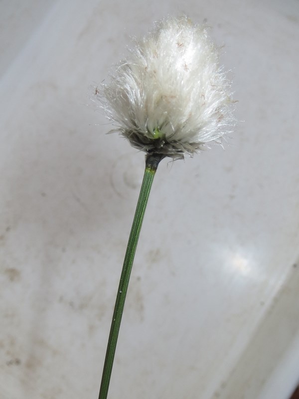 Tue-Kæruld (Eriophorum vaginatum)