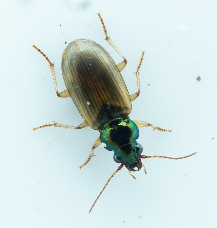 Gulvinget Marskløber (Pogonus luridipennis)