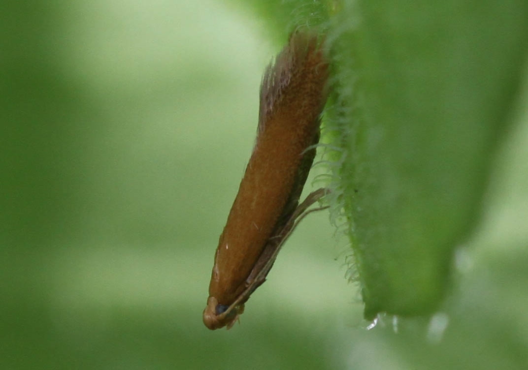 Pandeduskmøl sp. (Tischeria sp.)