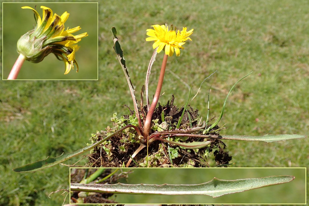 Dansk Kalkmælkebøtte (Taraxacum danicum)
