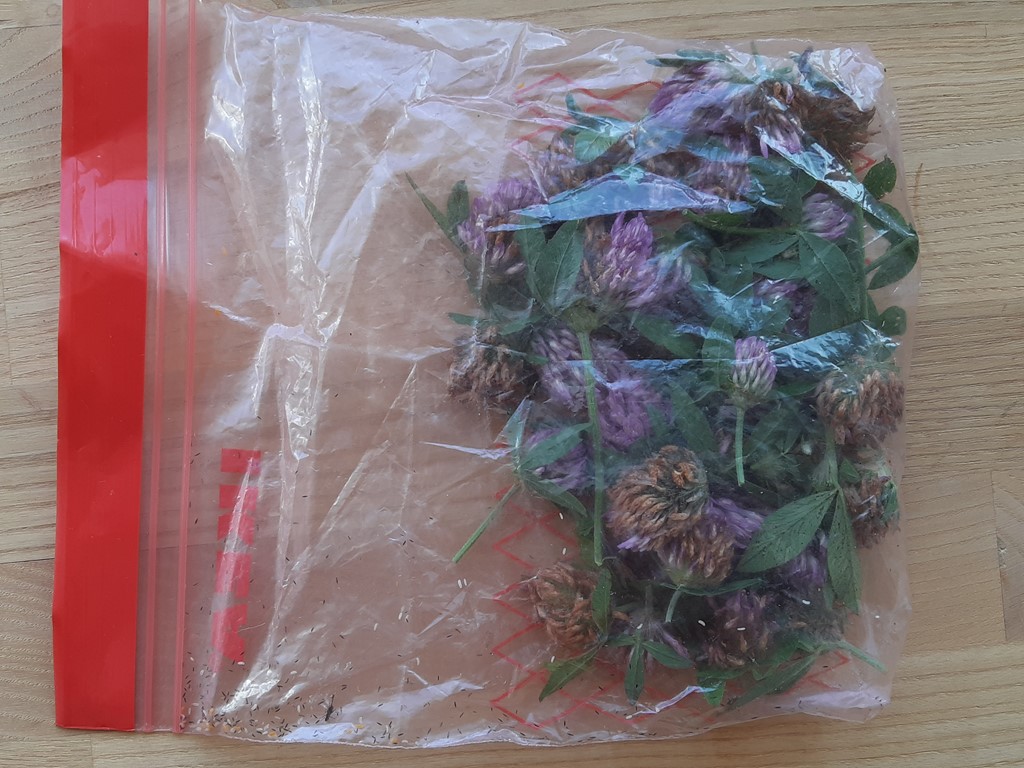 Kløverblomstgalmyg (Dasineura leguminicola)