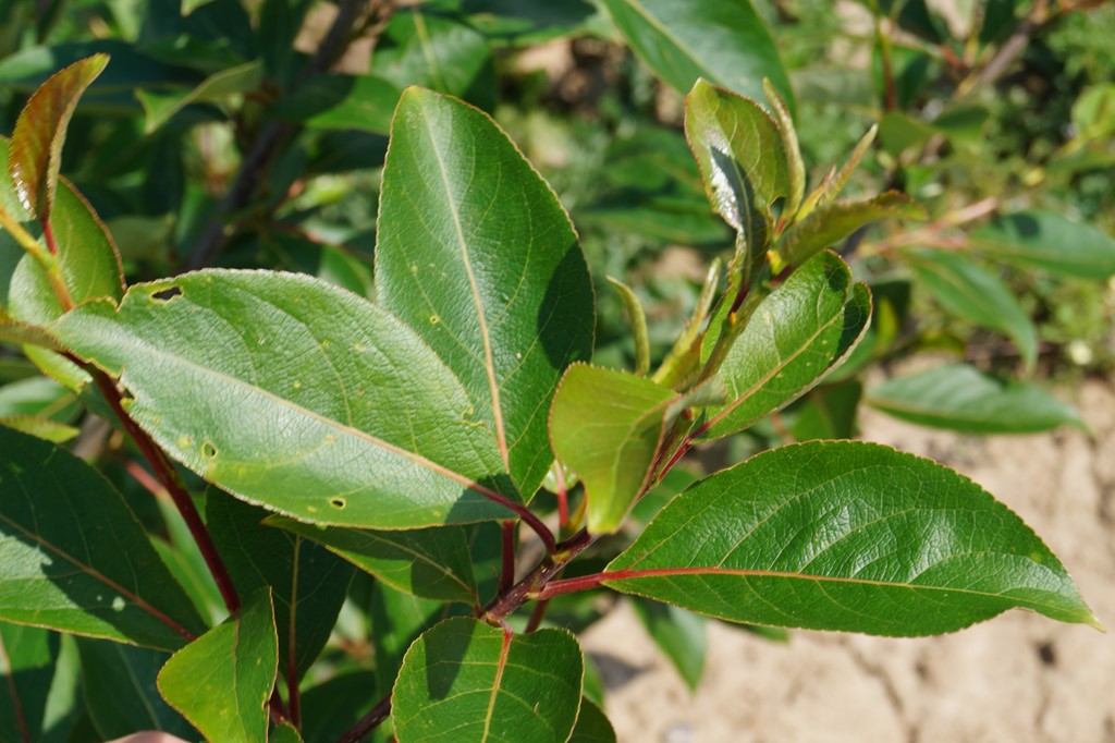 Laurbær-Poppel (Populus laurifolia)
