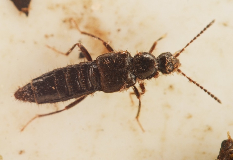 Ocalea concolor (Ocalea concolor)