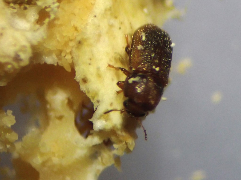 Cis submicans (Cis submicans)