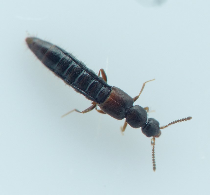 Phloeopora corticalis (Phloeopora corticalis)