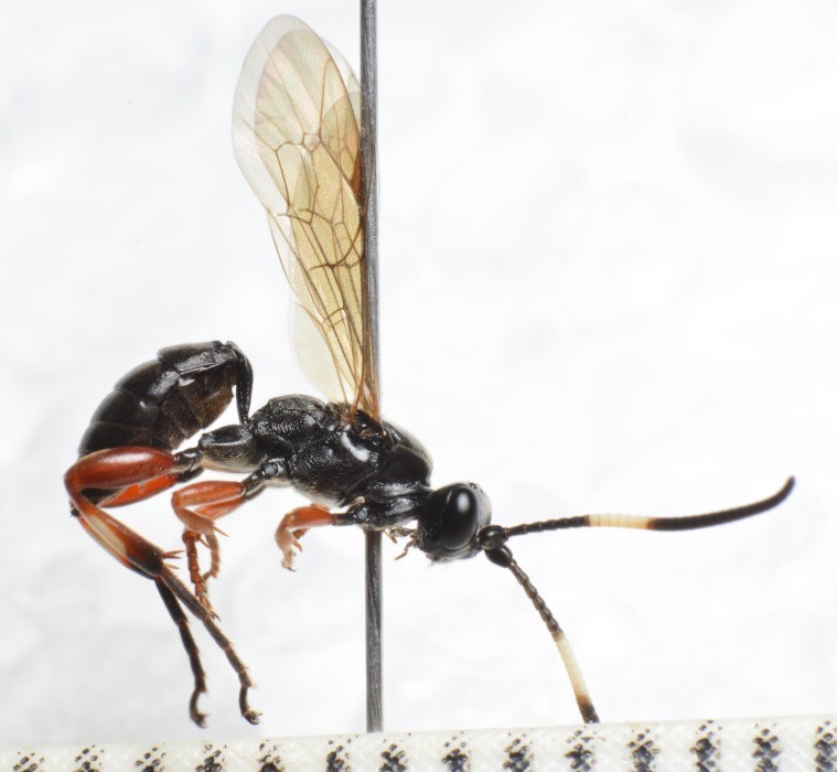Cratichneumon viator (Cratichneumon viator)