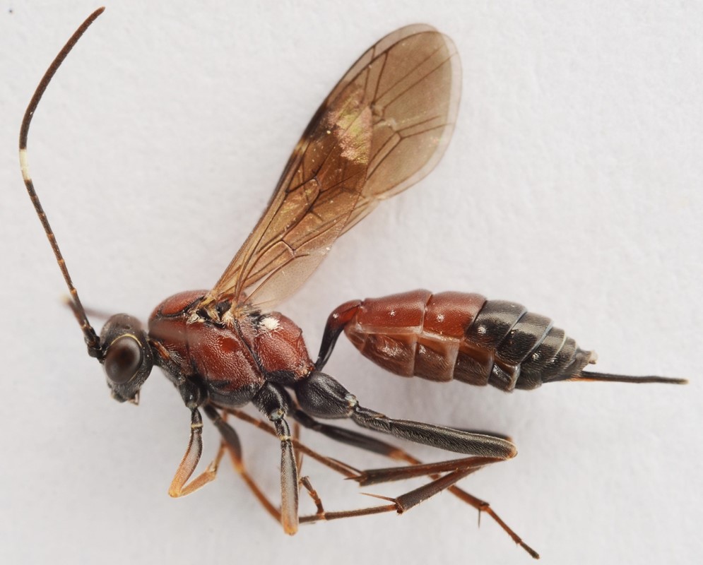 Ischnus agitator (Ischnus agitator)