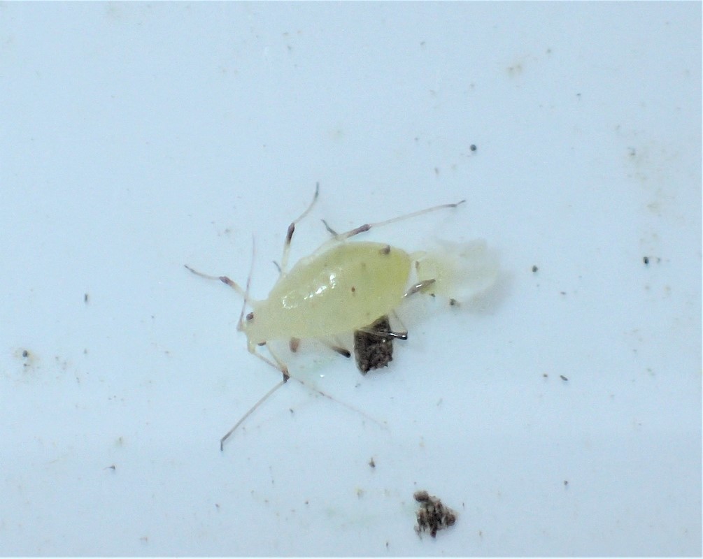 Haremadbladlus (Hyperomyzus lampsanae)