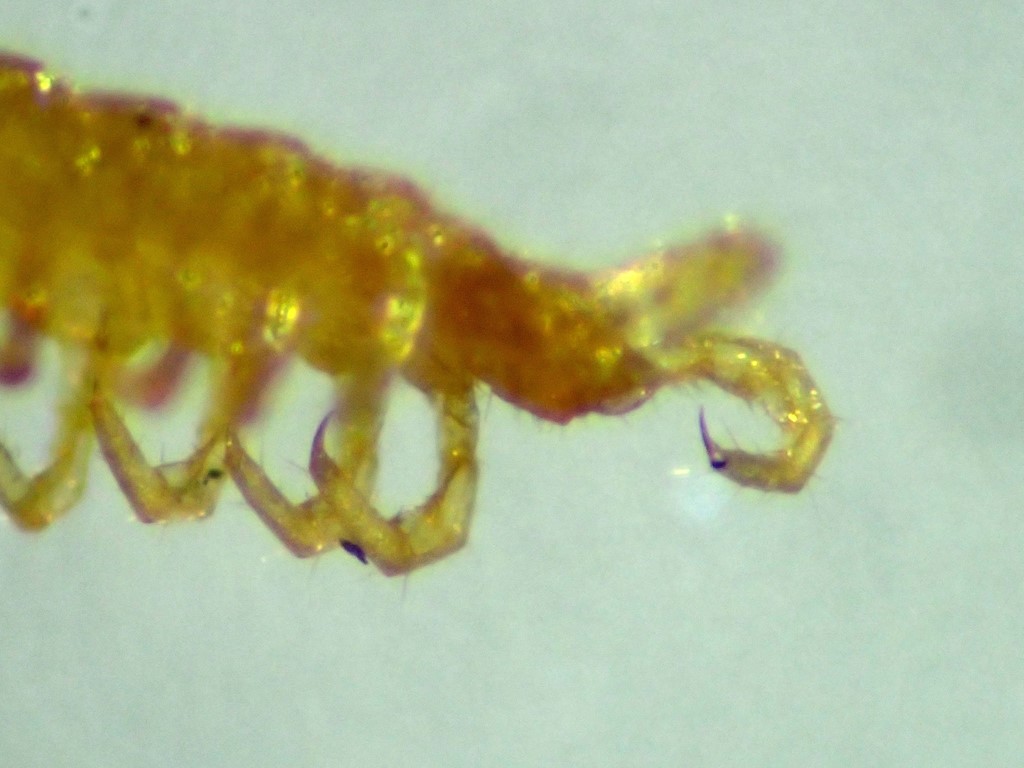 Geophilus linearis (Geophilus linearis)
