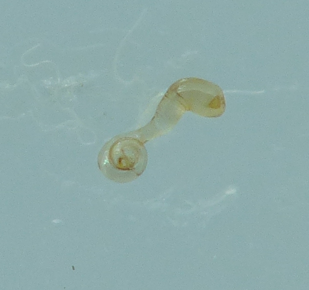 Amischa bifoveolata (Amischa bifoveolata)