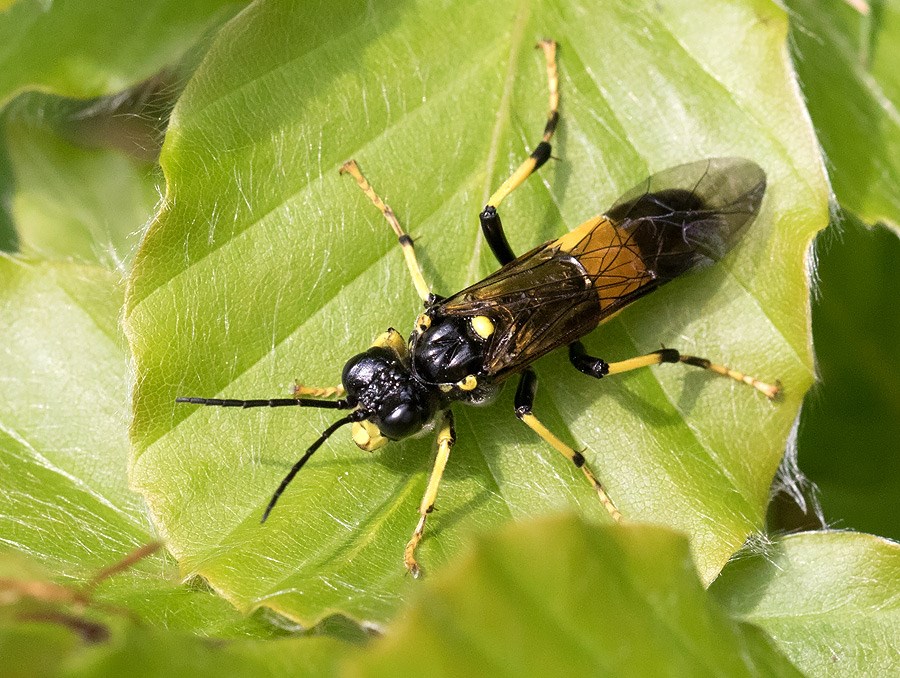 Tenthredo maculata (Tenthredo maculata)