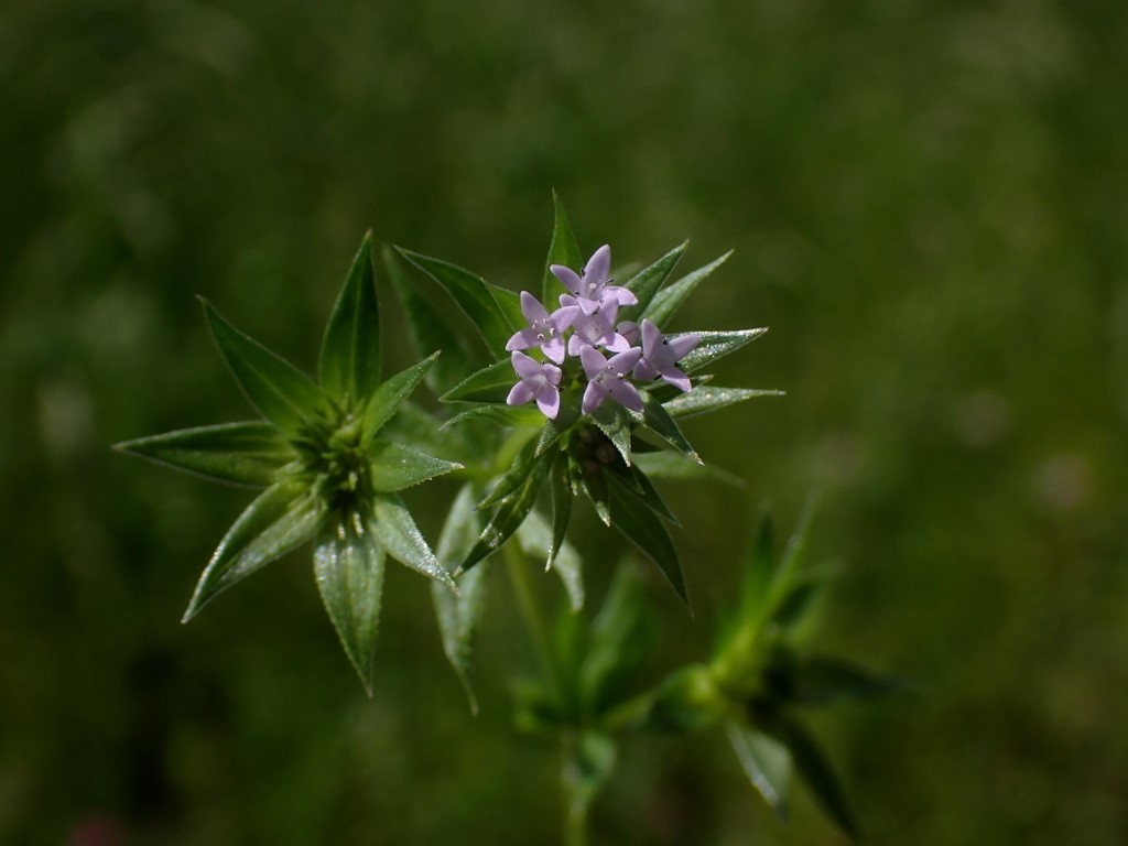 Blåstjerne (Sherardia arvensis)