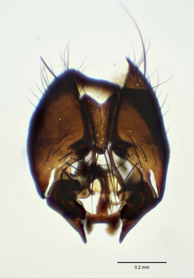 Fannia lepida (Fannia lepida)