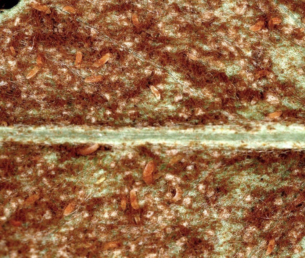 Mycodiplosis saundersi (Mycodiplosis saundersi)