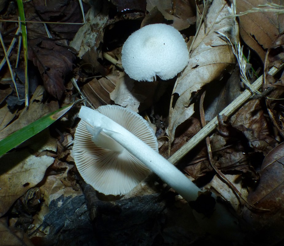Dunstokket Posesvamp (Volvariella hypopithys)