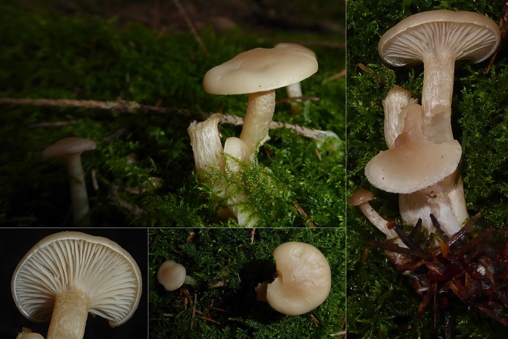 Kødfarvet Tragthat (Clitocybe diatreta)
