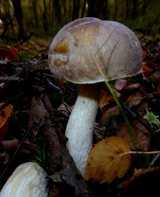 Nøddebrun Skælrørhat (Leccinum nucatum)