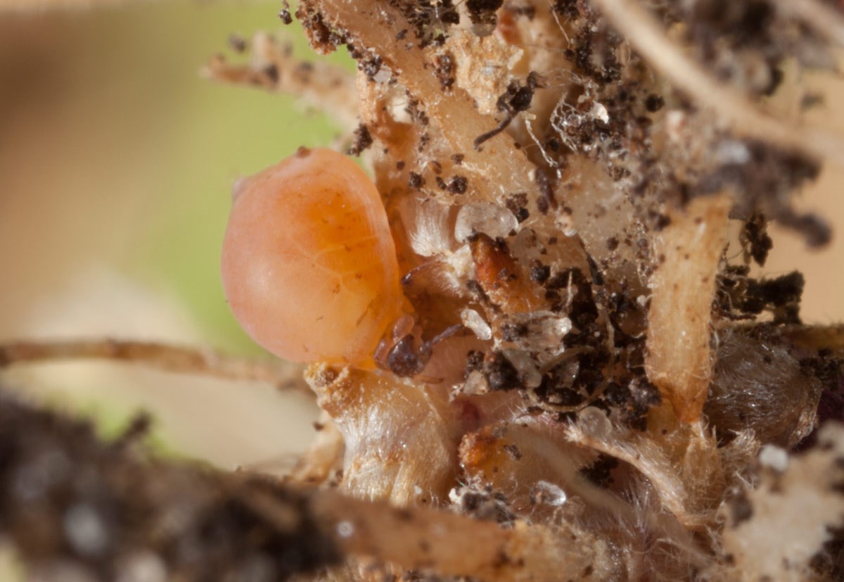 Forda marginata (Forda marginata)