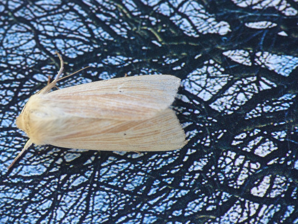 Silkegræsugle (Mythimna favicolor)