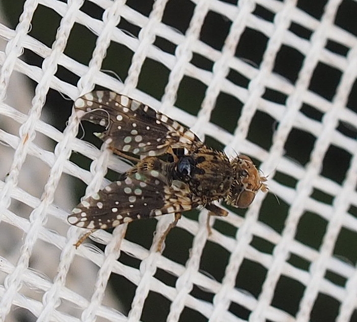 Røllikebåndflue (Dithryca guttularis)