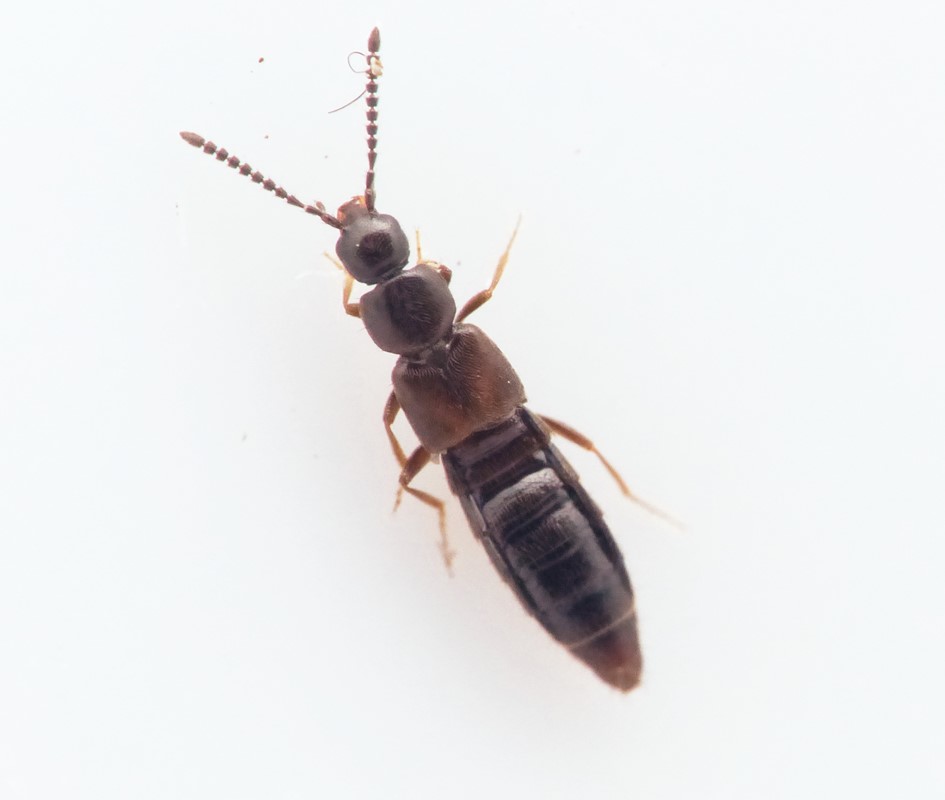 Liogluta microptera (Liogluta microptera)
