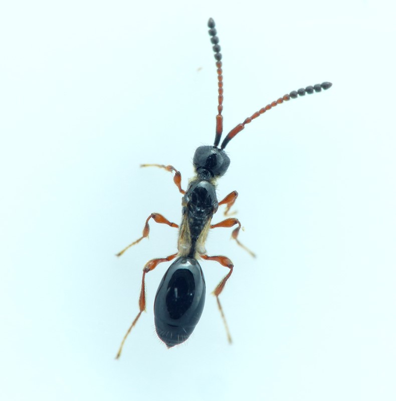 Spilomicrus annulicornis (Spilomicrus annulicornis)