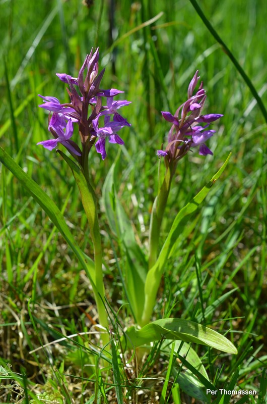 Maj-Gøgeurt (Dactylorhiza majalis ssp. majalis)