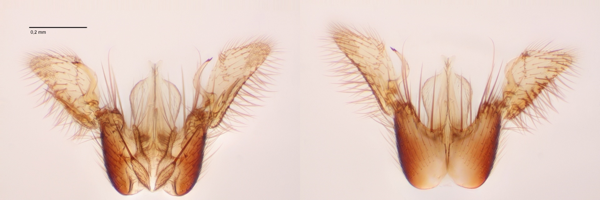 Exechia pseudofestiva (Exechia pseudofestiva)