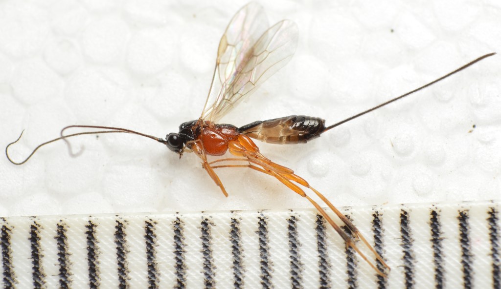 Kurnakovs Natsabelhveps (Macrocentrus kurnakovi)