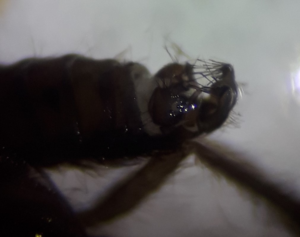 Trichopsychoda hirtella (Trichopsychoda hirtella)