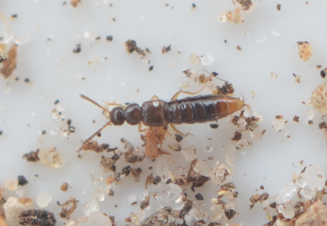 Amidobia talpa (Amidobia talpa)