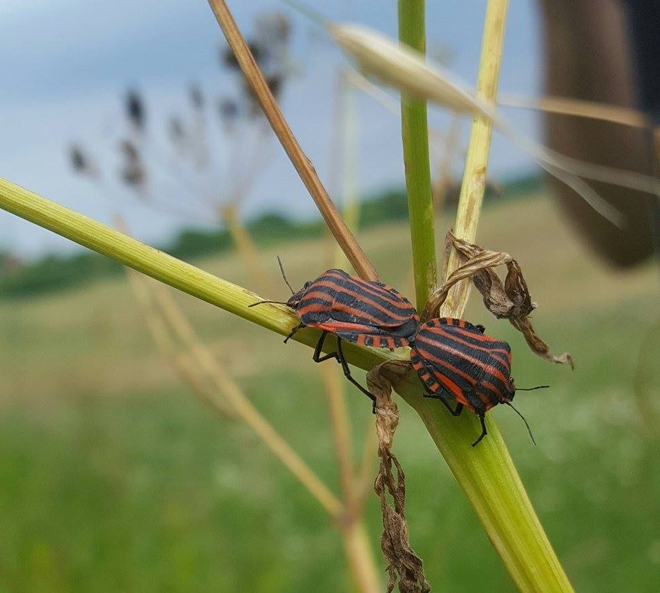 Stribetæge (Graphosoma italicum)