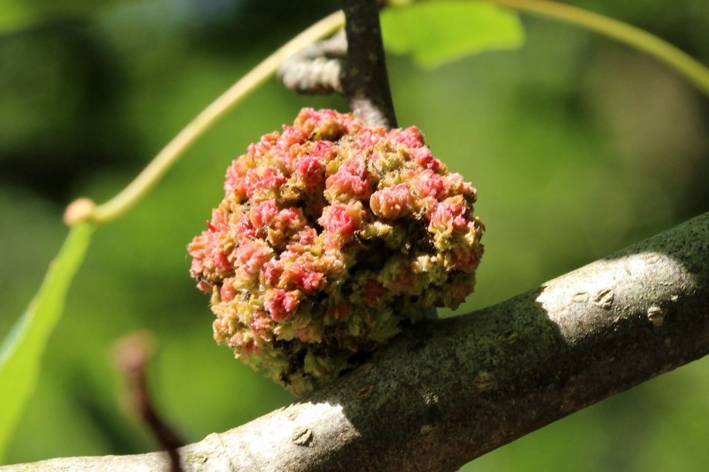 Aceria populi (Aceria populi)