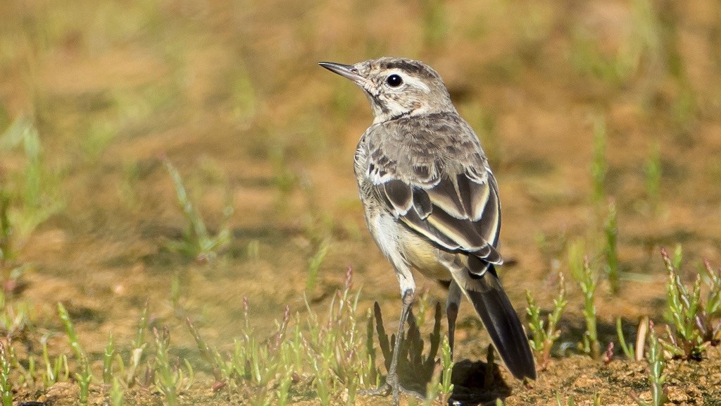 Citronvipstjert x Gul Vipstjert (Motacilla citreola x motacilla flava)