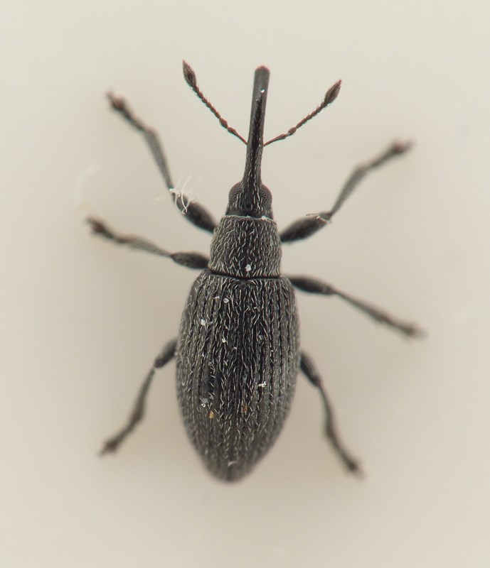 Apion meieri