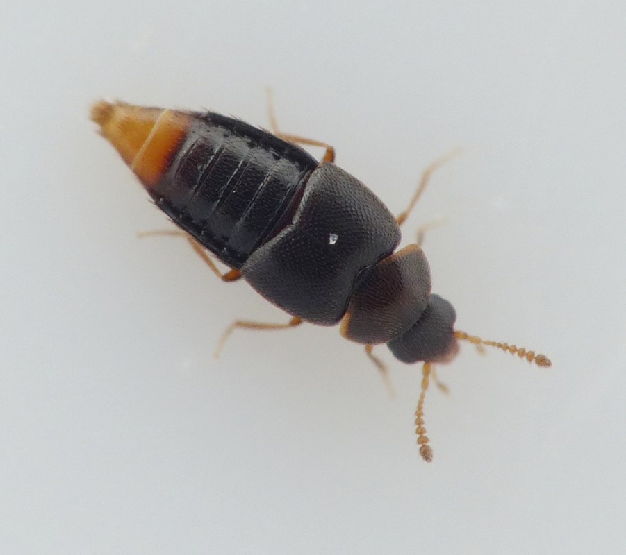 Holobus apicatus (Holobus apicatus)