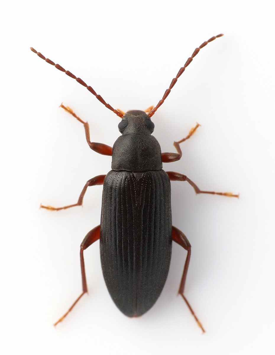 Allecula morio (Allecula morio)