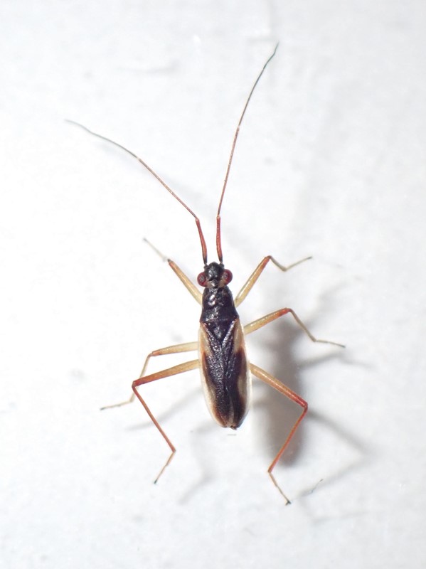 Tagrørgræstæge (Teratocoris antennatus)