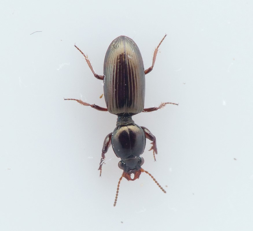 Klittunnelløber (Dyschirius impunctipennis)