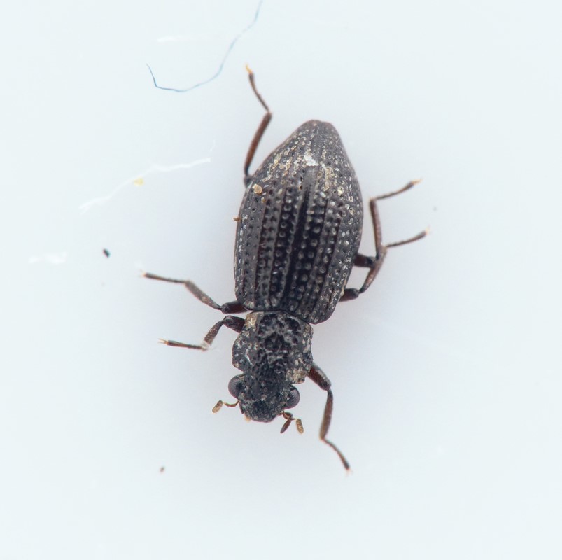 Hydrochus brevis (Hydrochus brevis)