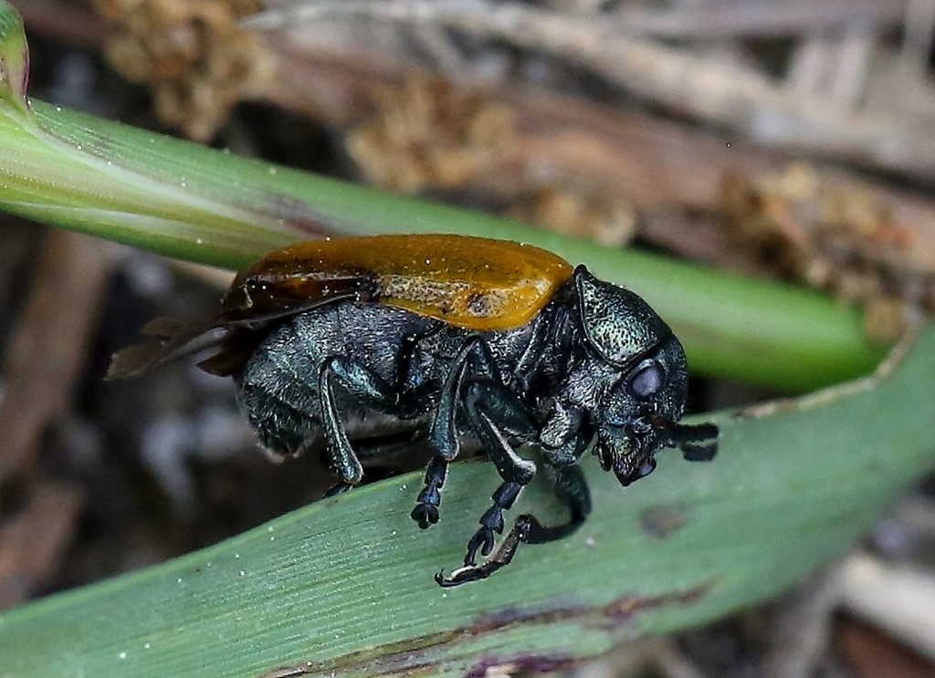 Stor Langben (Labidostomis tridentata)
